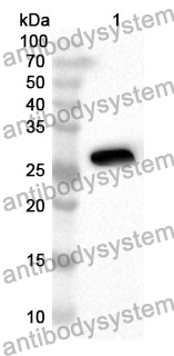 Anti-Human GFER Polyclonal Antibody