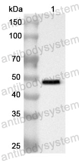 Anti-Human EIF3B Polyclonal Antibody