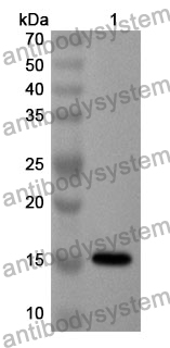 Anti-TCL1A Polyclonal Antibody