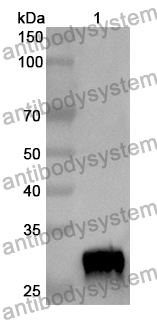 Anti-Human EIF6 Polyclonal Antibody