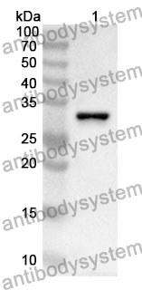 Anti-CTBP2 Polyclonal Antibody