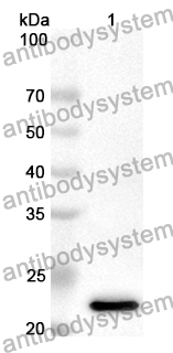 Anti-Human ARL4C Polyclonal Antibody