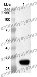 Anti-Human PEX3 Polyclonal Antibody