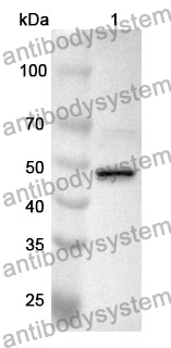 Anti-BACE1 Polyclonal Antibody