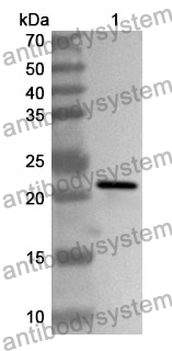 Anti-CD322/JAM2 Polyclonal Antibody