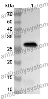 Anti-LOXL3 Polyclonal Antibody