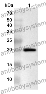 Anti-Human FAM3B Polyclonal Antibody