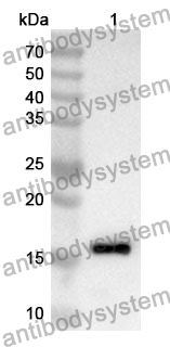 Anti-IL2 Polyclonal Antibody