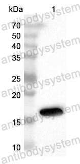 Anti-Human IL2 Polyclonal Antibody