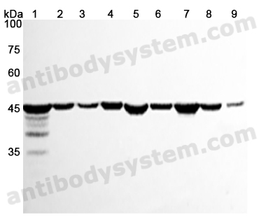 Anti-ACTB/β-actin/Beta Actin Polyclonal Antibody