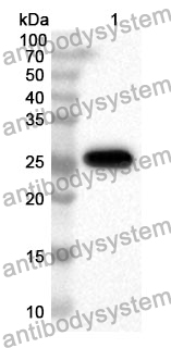 Anti-SNAP25 Polyclonal Antibody