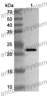 Anti-CDC42 Polyclonal Antibody