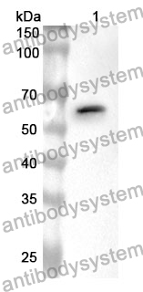 Anti-COPS2 Polyclonal Antibody