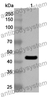 Anti-Human MAX Polyclonal Antibody