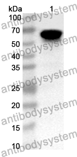 Anti-Human STXBP1 Polyclonal Antibody