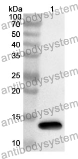 Anti-SUMO2 Polyclonal Antibody