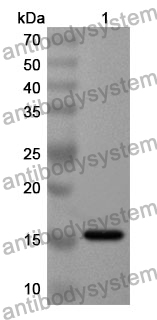 Anti-WDR5 Polyclonal Antibody