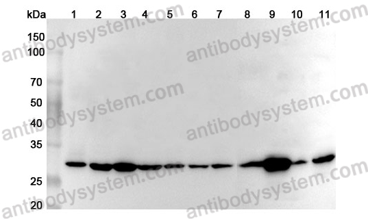 Anti-Human YWHAG Polyclonal Antibody