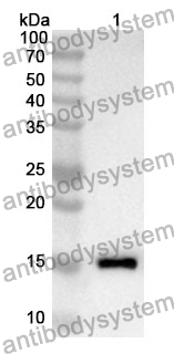 Anti-SNRPD1 Polyclonal Antibody