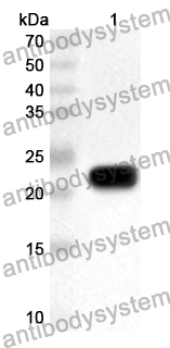 Anti-Human ARF6 Polyclonal Antibody