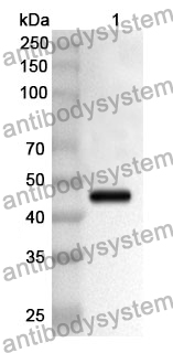 Anti-PSMC6 Polyclonal Antibody