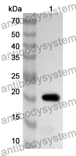 Anti-RAB11A Polyclonal Antibody