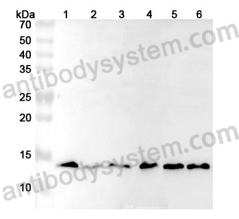 Anti-Human H4C1 Polyclonal Antibody