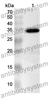 Anti-Human RPL39 Polyclonal Antibody