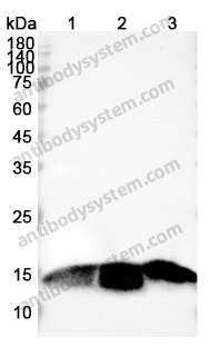 Anti-PPIA Polyclonal Antibody