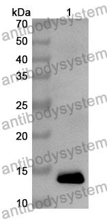 Anti-FKBP1A Polyclonal Antibody