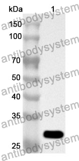 Anti-GRB2 Polyclonal Antibody