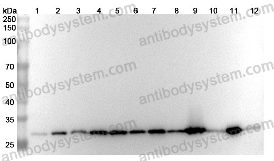 Anti-YWHAZ Polyclonal Antibody