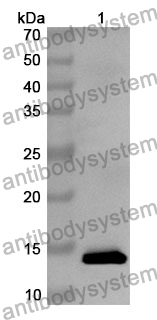 Anti-SUMO1 Polyclonal Antibody