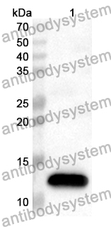 Anti-Human DYNLL1 Polyclonal Antibody