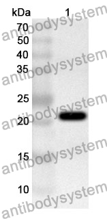 Anti-SEC11A Polyclonal Antibody