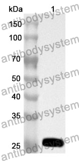 Anti-CD339/JAG1 Polyclonal Antibody