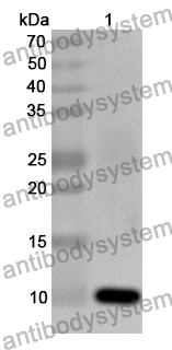 Anti-CCL20/MIP-3-alpha Polyclonal Antibody