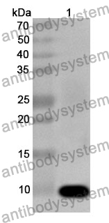 Anti-CCL8/MCP-2 Polyclonal Antibody