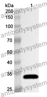 Anti-Human IFI35 Polyclonal Antibody