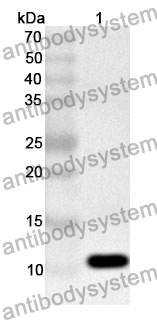 Anti-DCD Polyclonal Antibody