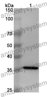 Anti-Human MRPS22 Polyclonal Antibody