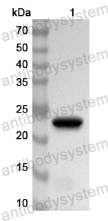 Anti-Human MRPS25 Polyclonal Antibody