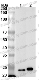 Anti-Human MRPS15 Polyclonal Antibody