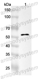 Anti-XIAP Polyclonal Antibody