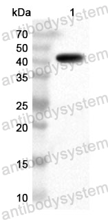 Anti-ATP2C1 Polyclonal Antibody