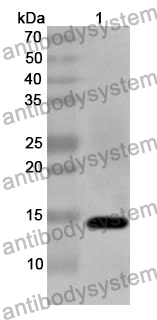 Anti-CYCS Polyclonal Antibody