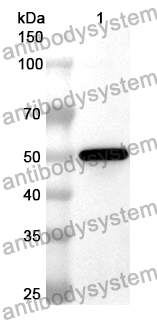 Anti-Human TFAM Polyclonal Antibody