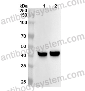 Anti-Human MAT1A Polyclonal Antibody