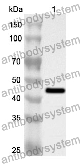 Anti-IRF9 Polyclonal Antibody