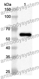 Anti-MDM2 Polyclonal Antibody